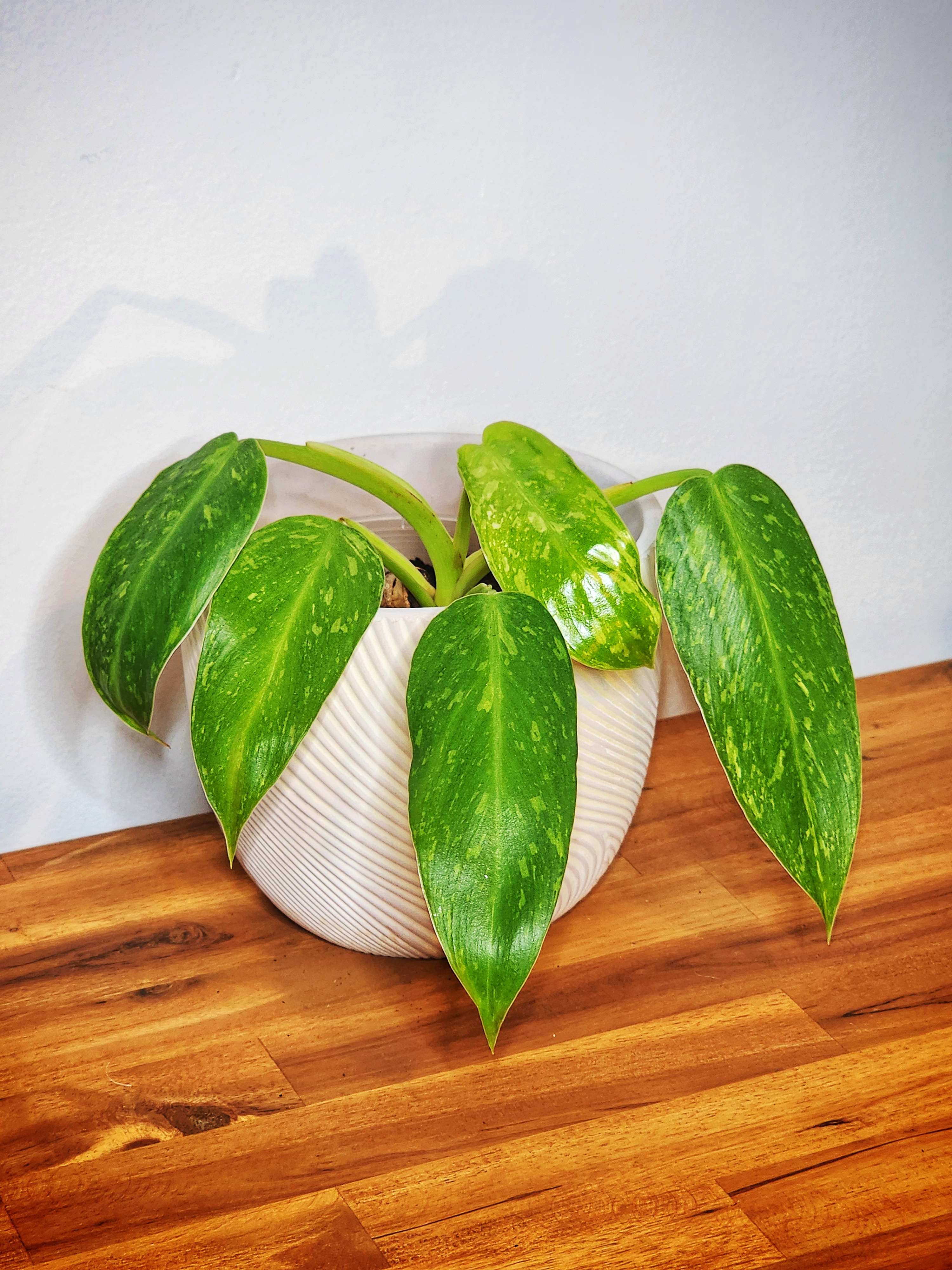 Philodendron José Bueno