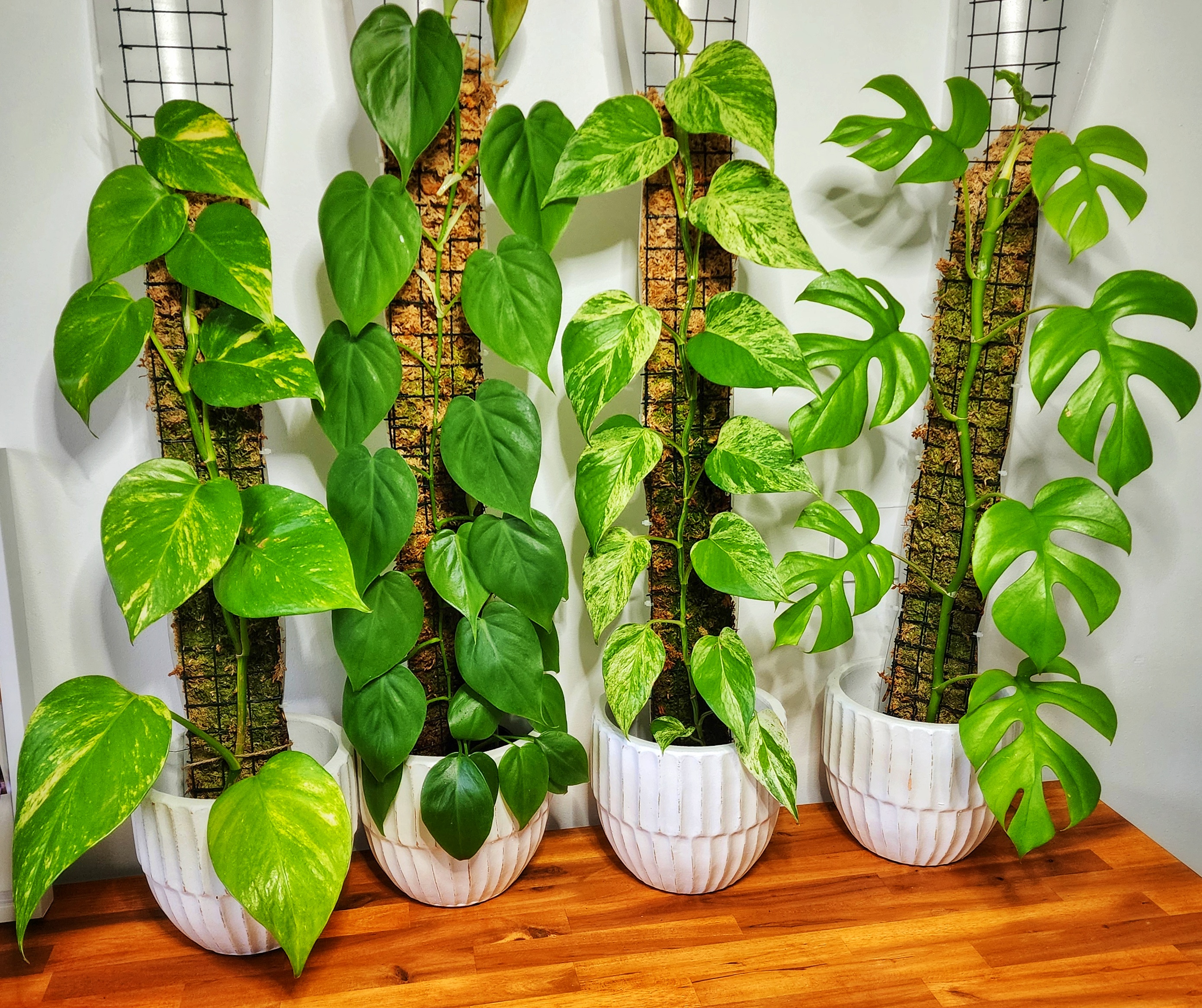 A collection of handmade moss poles with climbing plants at Fractal Alley studio