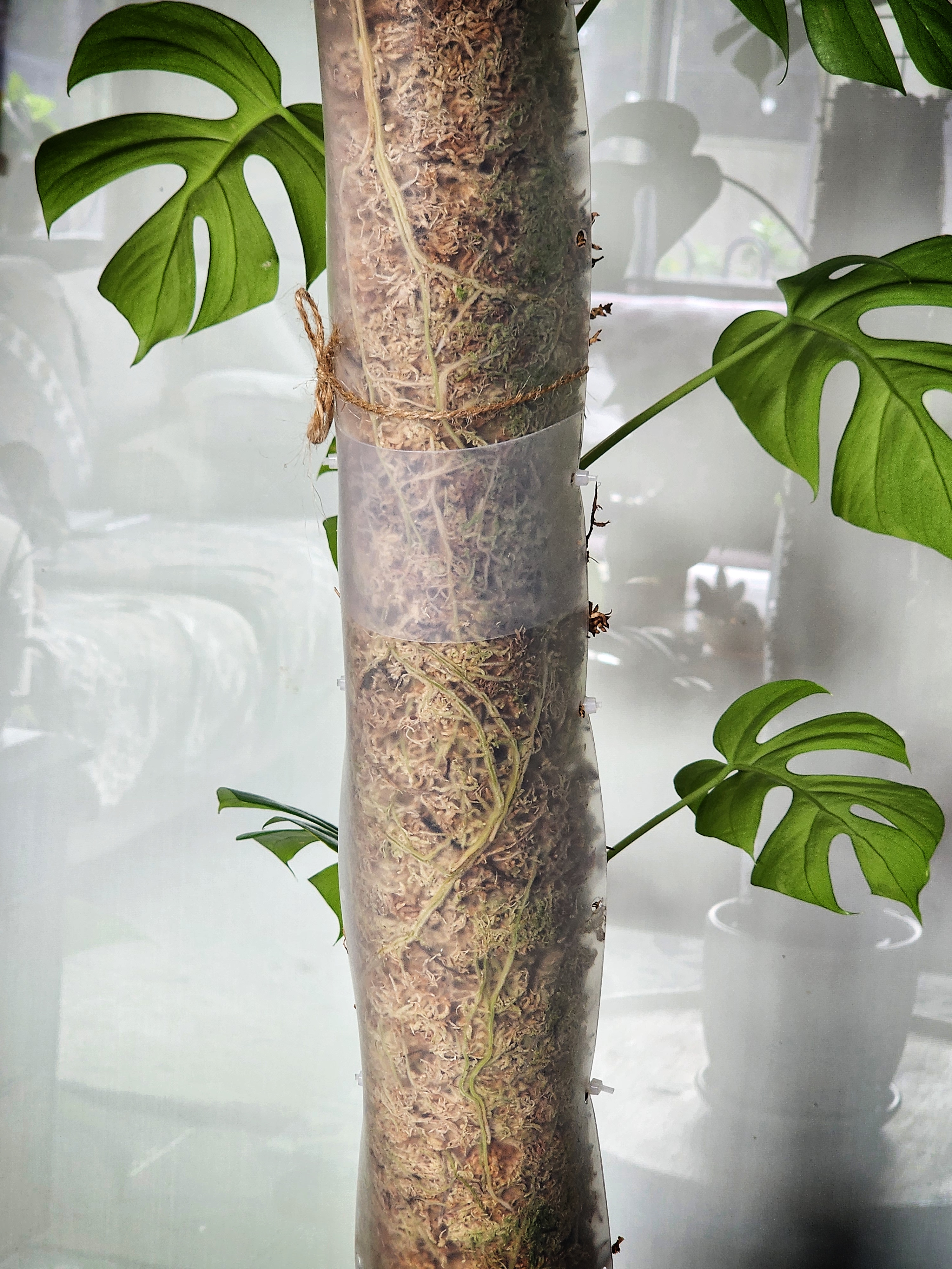 Aerial roots visible through the clear moss pole