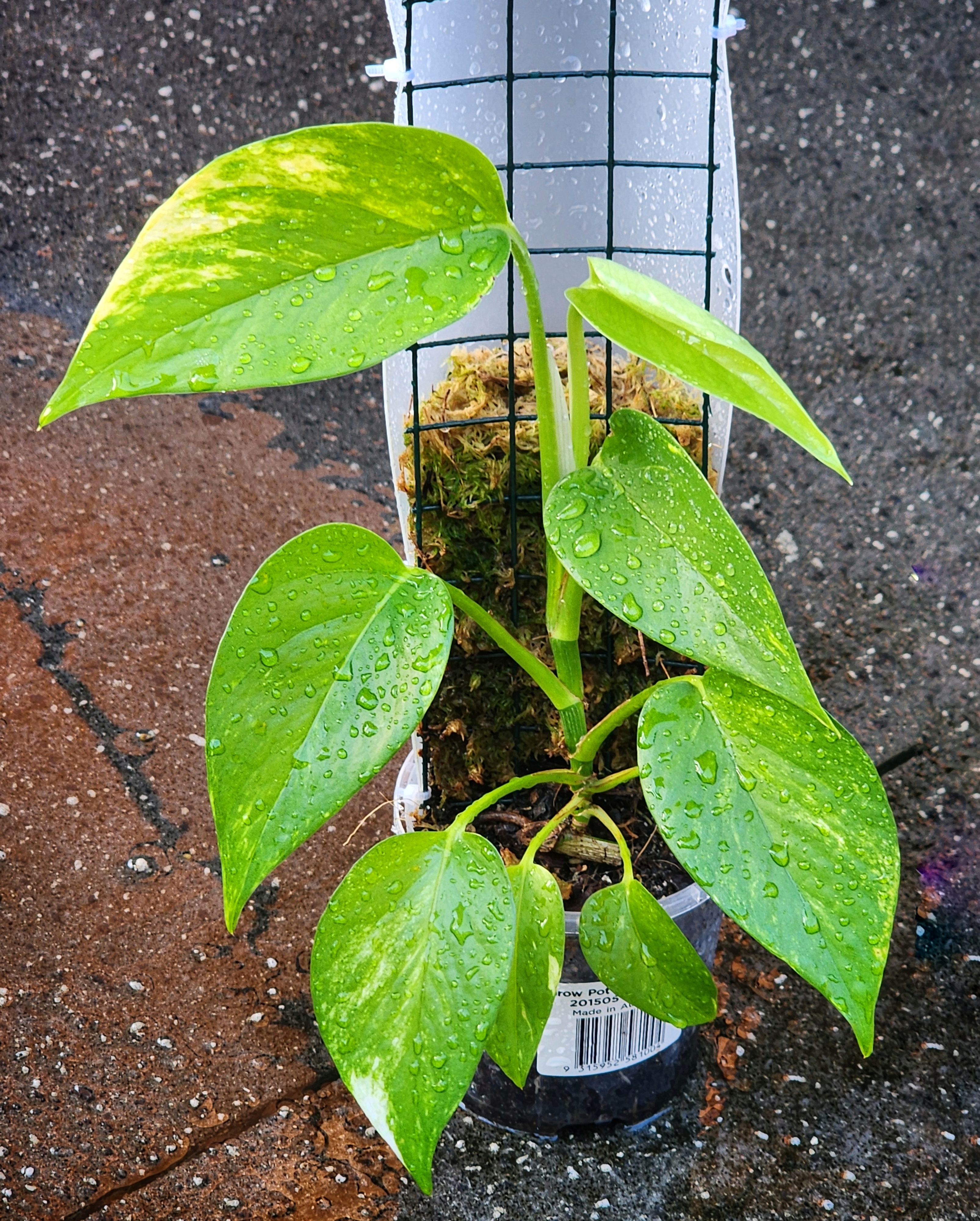 Golden pothos on its first moss pole