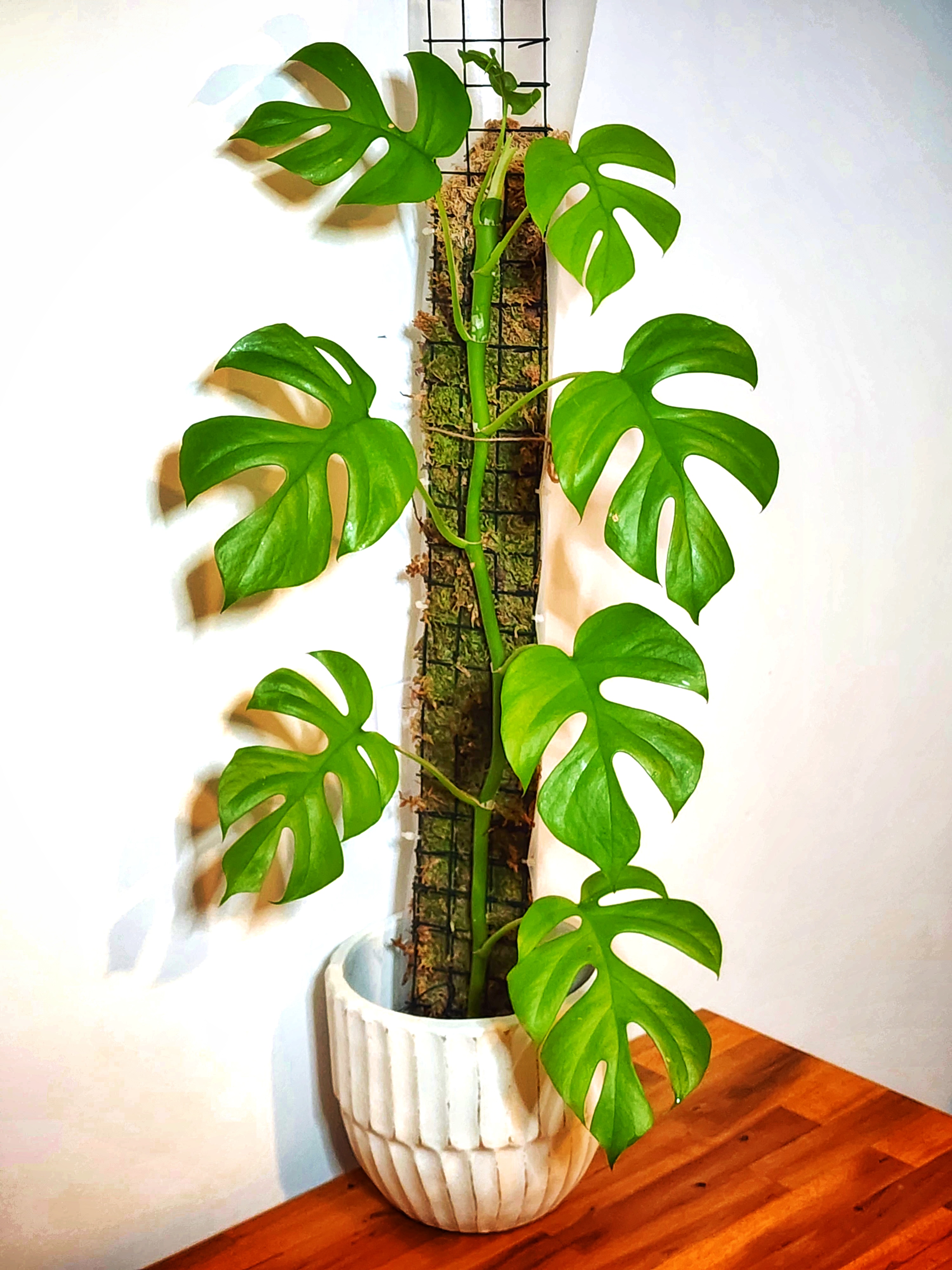 Rhaphidophora Tetrasperma on moss pole