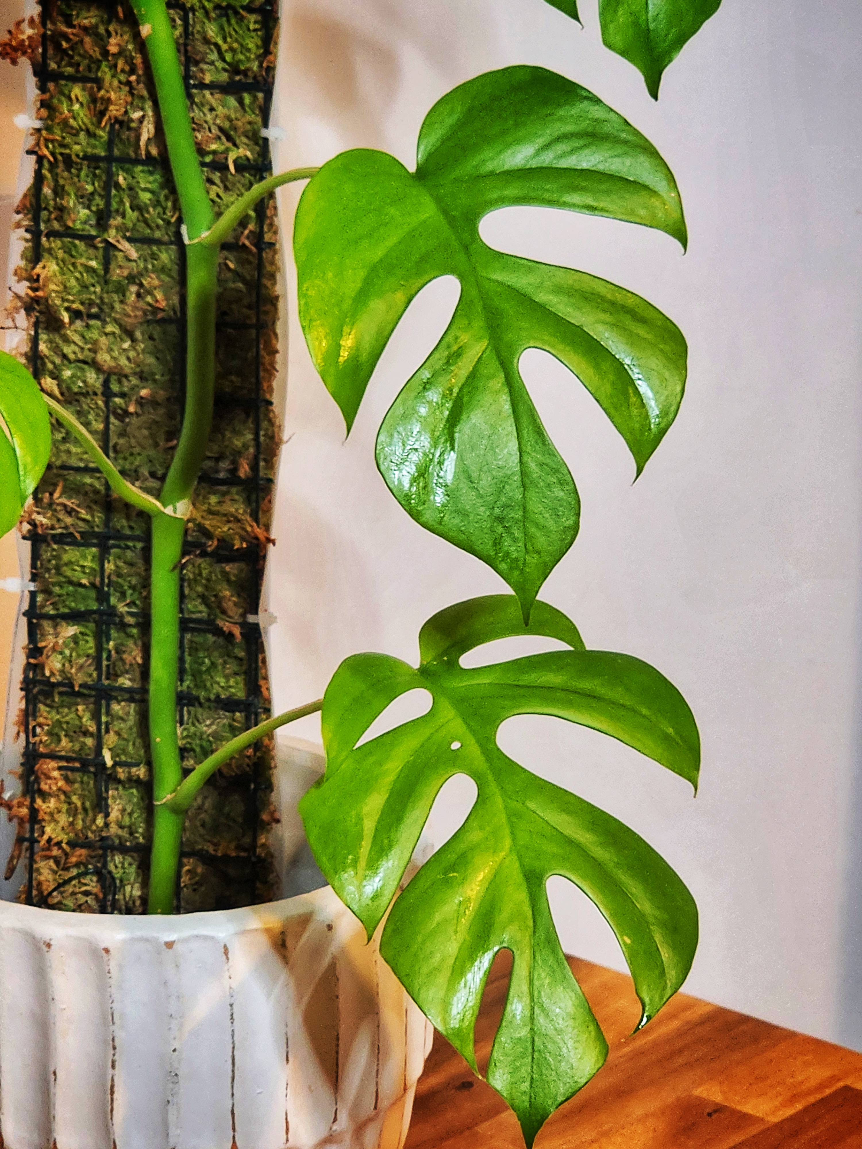 Close-up of Rhaphidophora Tetrasperma fenestrated split leaves