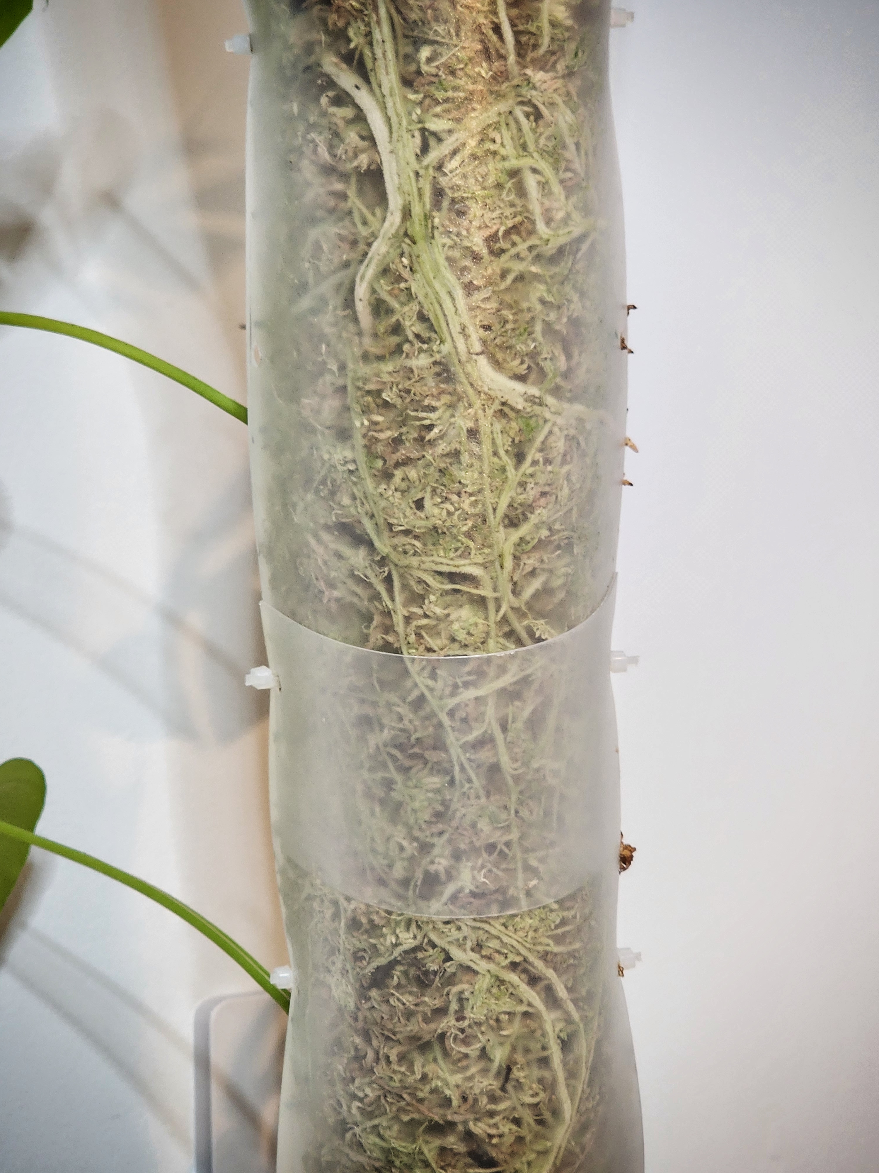 Rhaphidophora Tetrasperma aerial roots climbing through moss pole