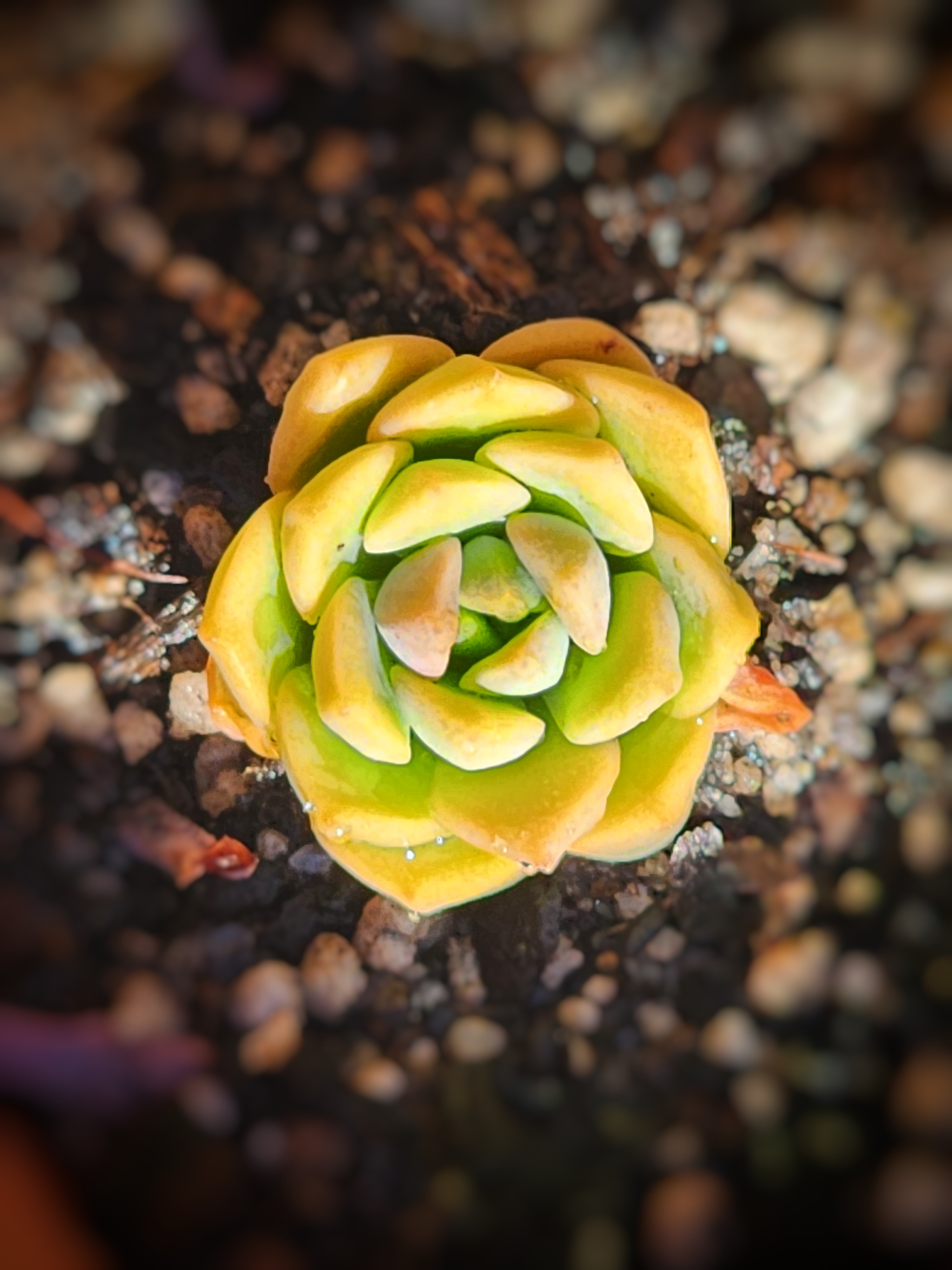 Echeveria succulent viewed from above — natural radial symmetry