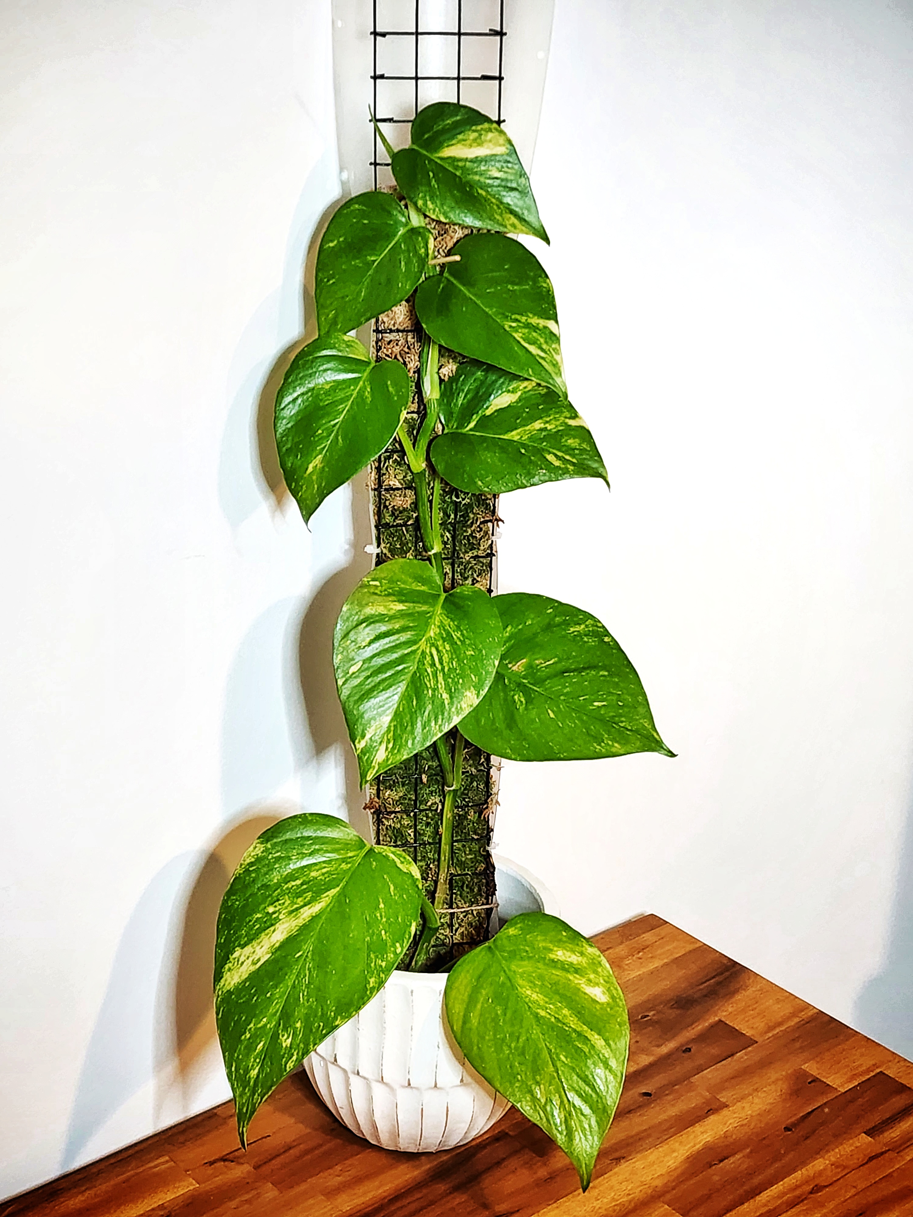 Golden Pothos on moss pole