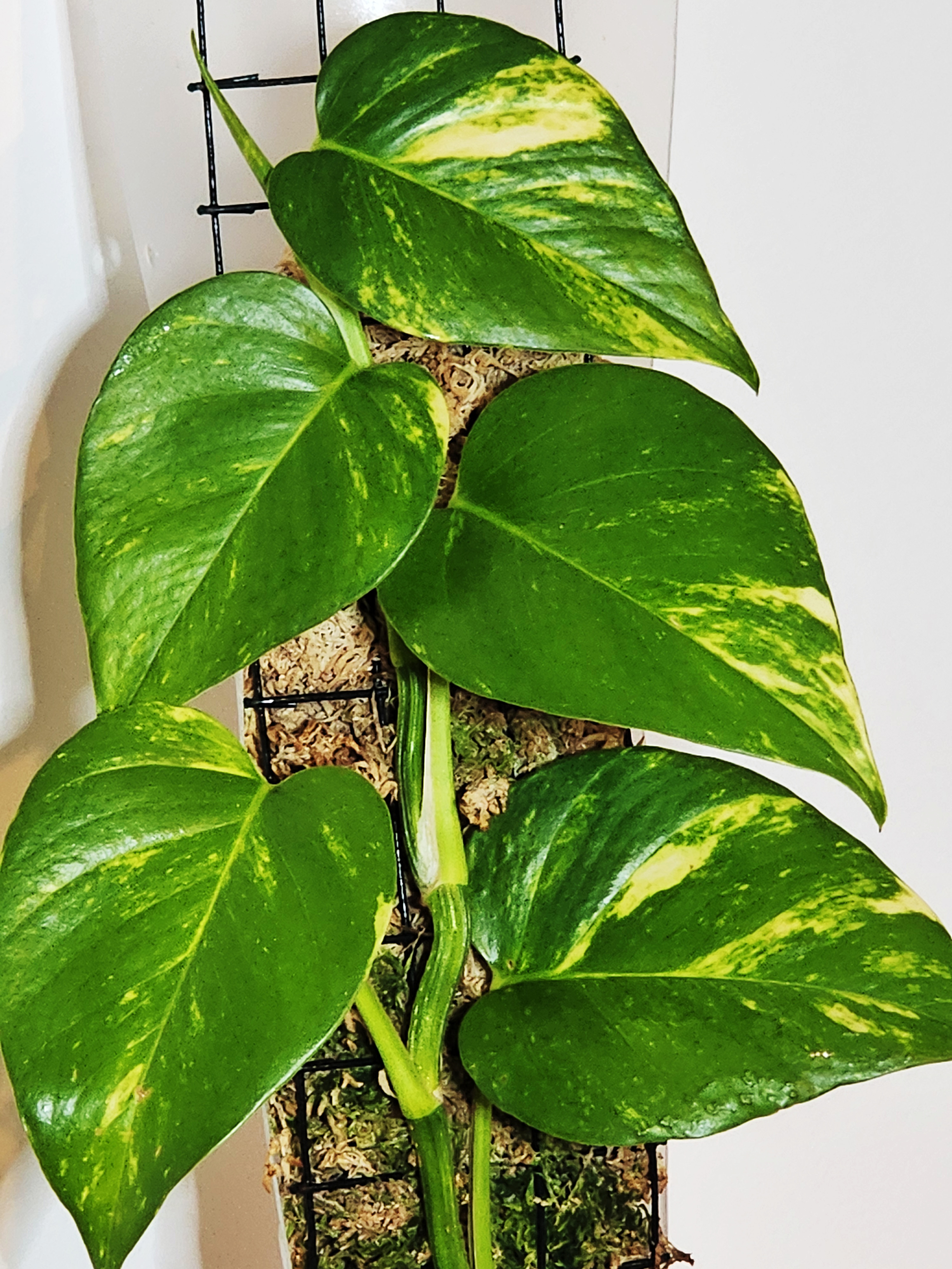Close-up of Golden Pothos large variegated leaves