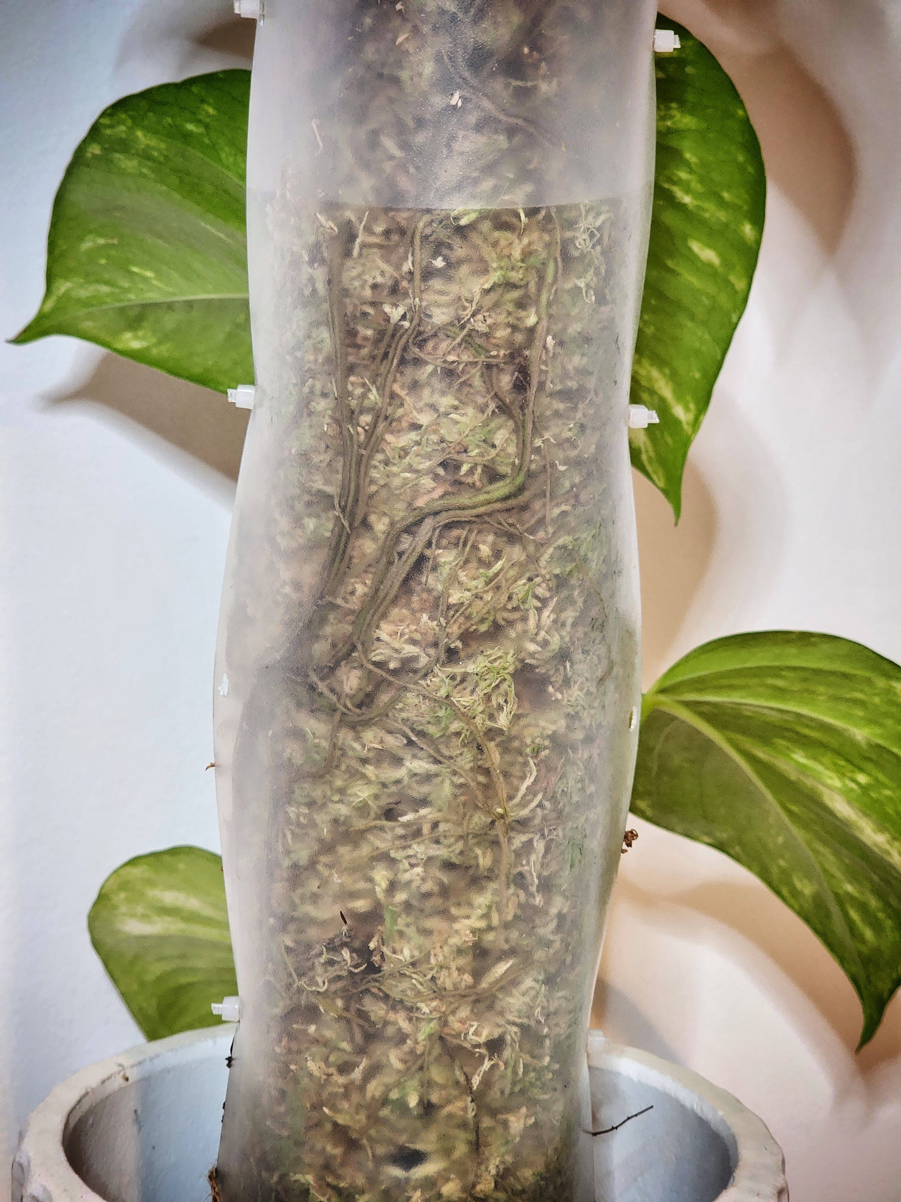 Golden Pothos aerial roots attached to moss pole