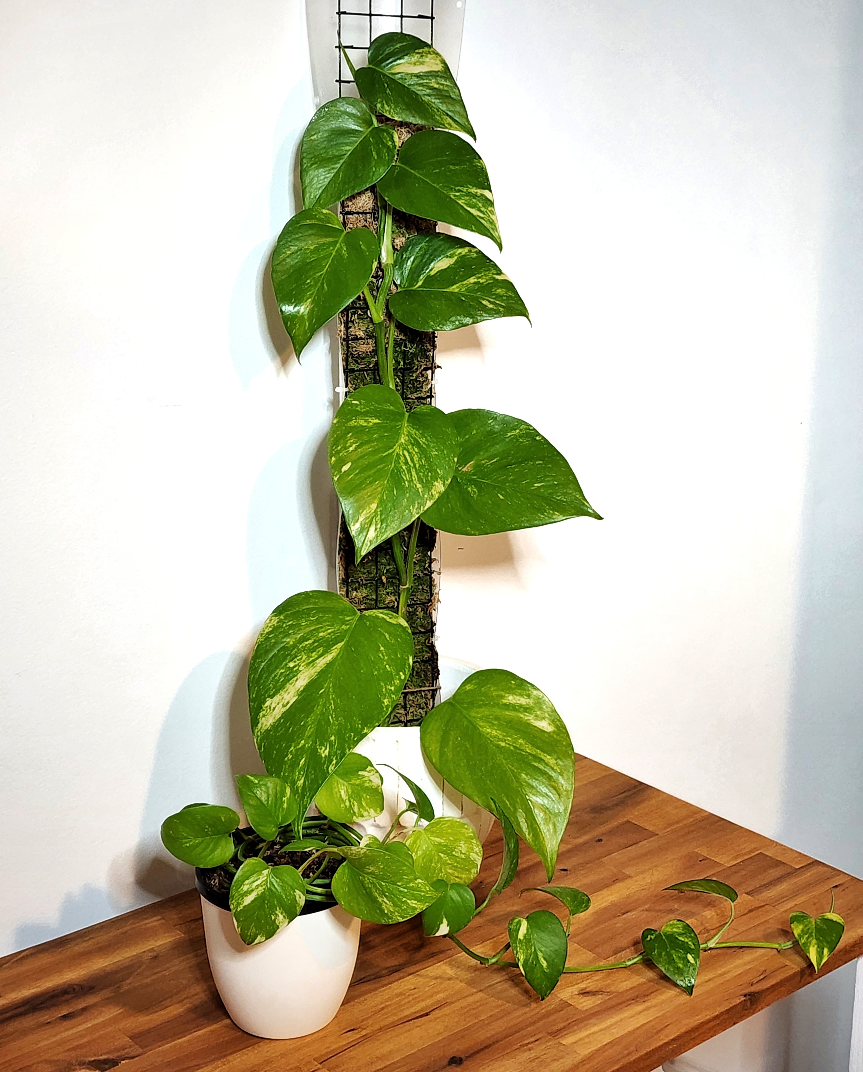 Golden Pothos size comparison showing plant height
