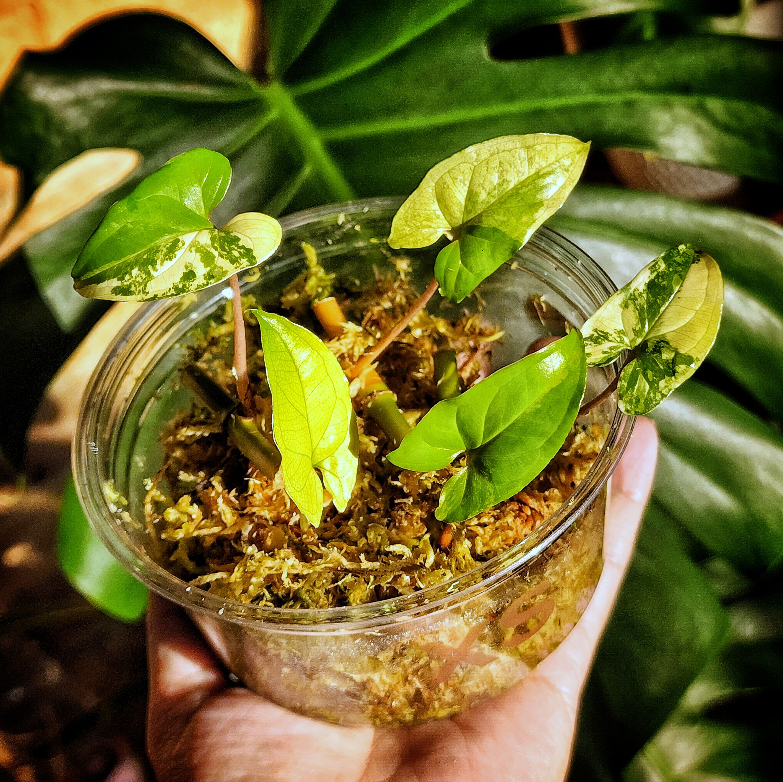 Baby plants in sphagnum moss