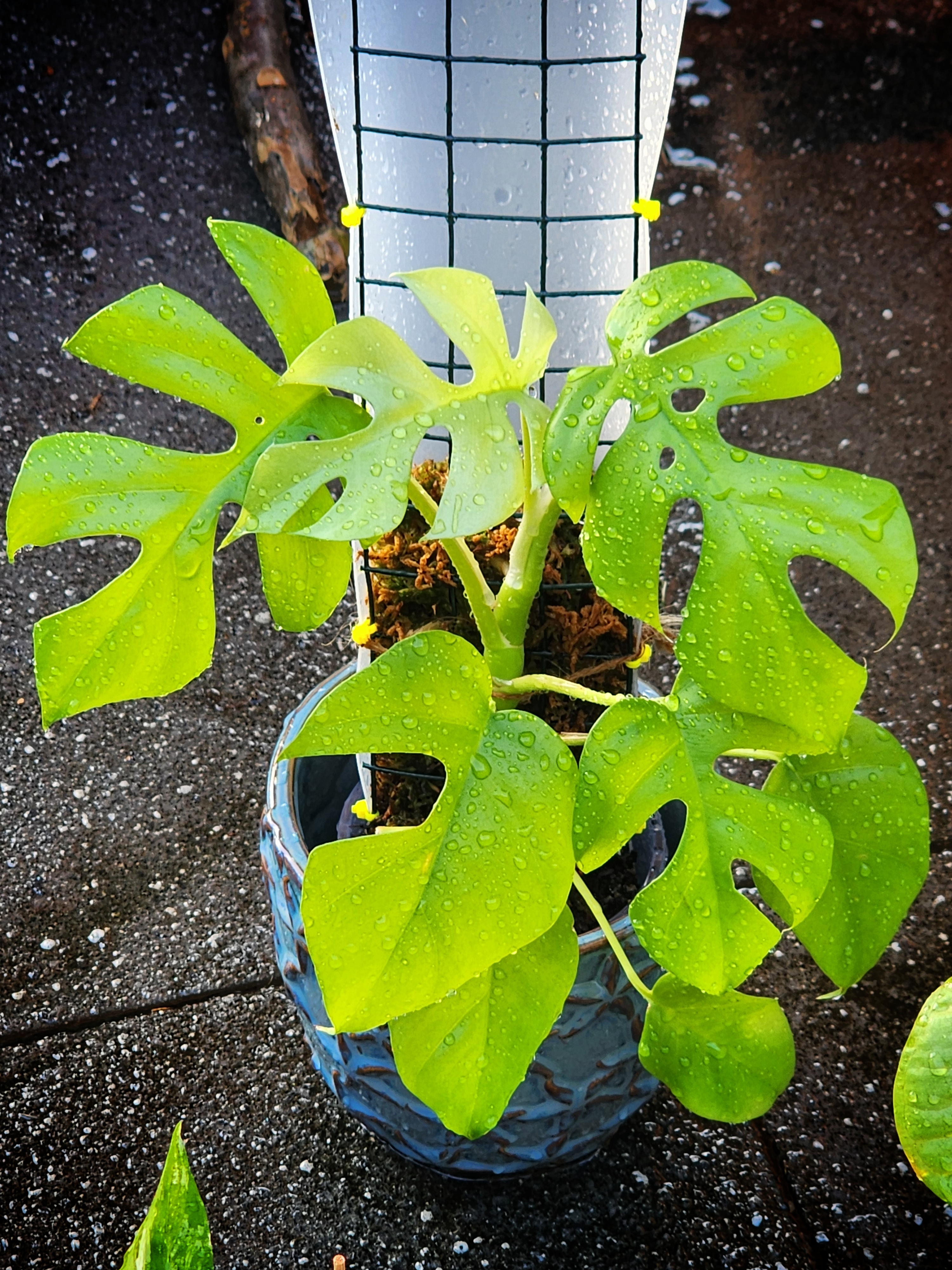 Rhaphidophora on its first moss pole