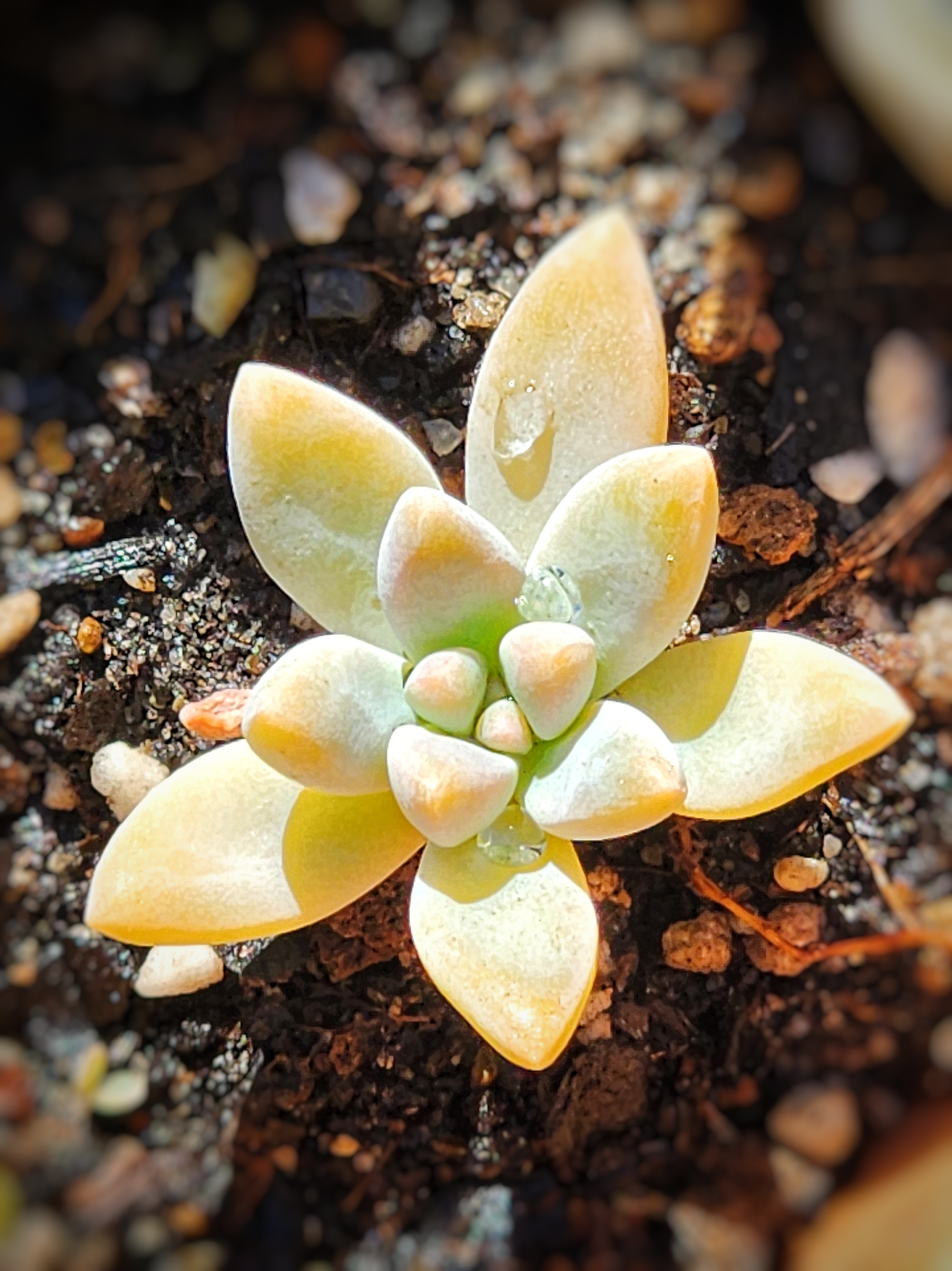 Graptosedum succulent viewed from above — natural mandala form